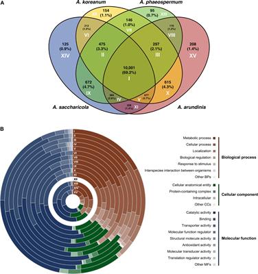 Comparative Genomics and Transcriptomics Depict Marine Algicolous Arthrinium Species as Endosymbionts That Help Regulate Oxidative Stress in <mark class="highlighted">Brown Algae</mark>